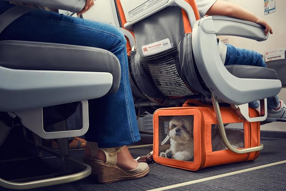 Pet Travel and Safety