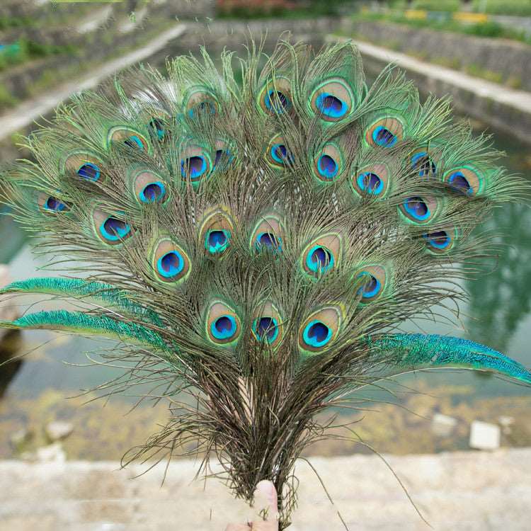 Natural Peacock Feather Tail Colorful Peacock Feathers