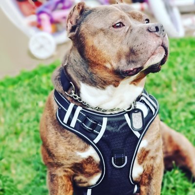 Pet Car Safety Explosion-proof Chest Harness